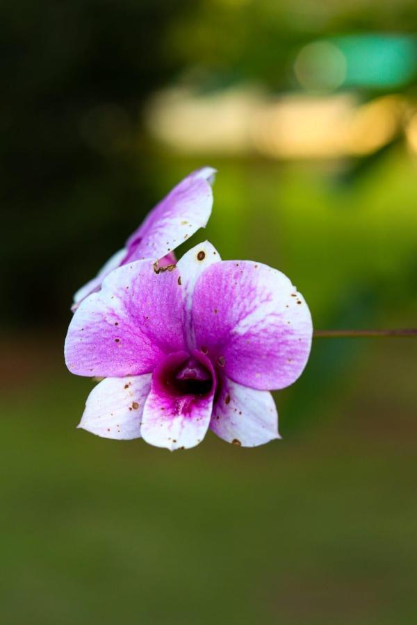 Recanto Dos Beija Flores, Chale Bougainville Monte Alegre do Sul Esterno foto